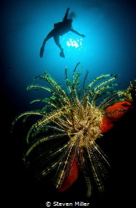 Girls just wanna have fun., clowning around with crinoids by Steven Miller 